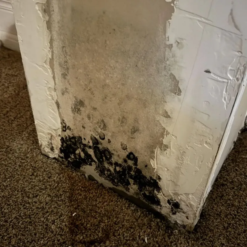 Professional Mold Removal in Piperton, TN
